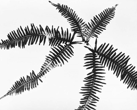 Framed Fern Leaves Print