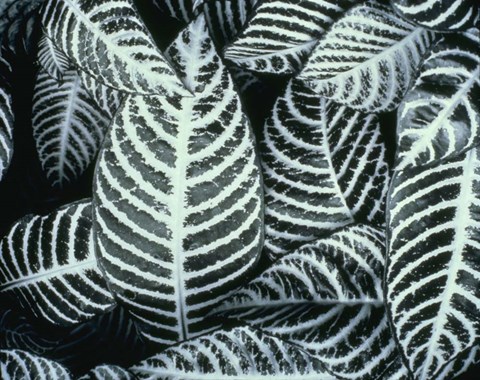 Framed Zebra Leaves Print