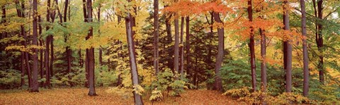 Framed Autumn Trees In A Forest, Chestnut Ridge Park, New York Print