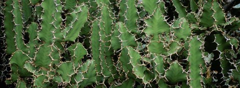Framed Close-Up Of Cactus Plants, Botanical Gardens Of Buffalo, New York Print