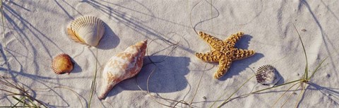 Framed Close-Up Of A Starfish And Seashells On The Beach, Dauphin Island, Alabama Print