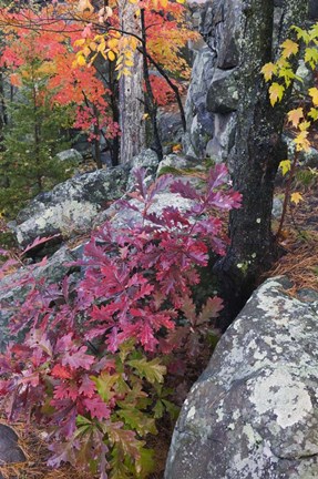 Framed Autumn Color Foliage And Boulders Along Saint Louis River, Minnesota. Print