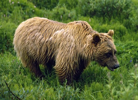 Framed Rain-Soaked Grizzly Bear In Grass, Profile, Denali National Park, Alaska Print