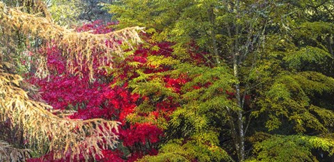 Framed Trees In Autumn, Westonbirt Arboretum, Gloucestershire, England Print
