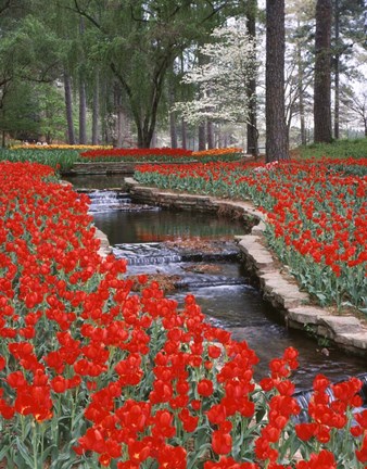 Framed Red Tulips And Brook In Hodges Gardens, Louisiana Print