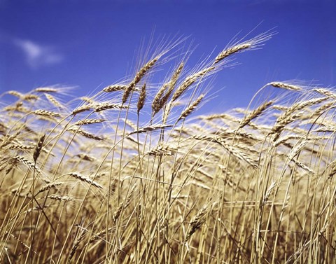Framed Close-Up Of Heads Of Wheat Stalks Against Blue Sky Print