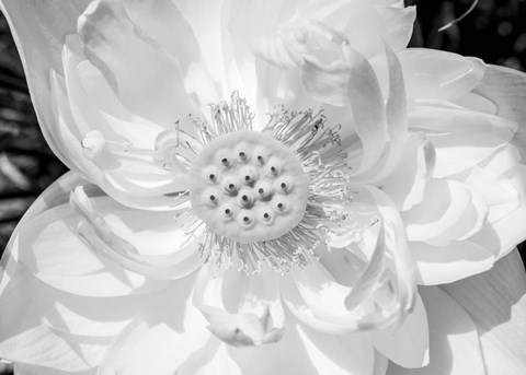Framed Close-Up Of American White Waterlily Flower Print