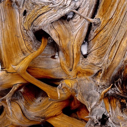 Framed Bark Of Spruce Tree Print