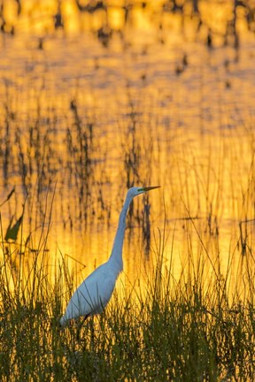 Framed Great Egret At Sunset, Viera Wetlands, Florida Print