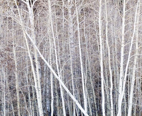 Framed Leafless Quaking Aspens Form A Pattern, Boulder Mountain, Utah Print