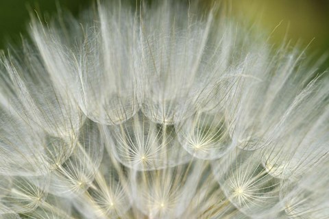 Framed Close-Up Of Dandelion Seed, Lockport Prairie Nature Preserve, Illinois Print