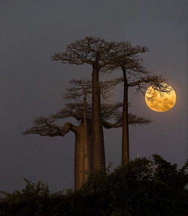 Framed Baobabs And Moon, Morondava, Madagascar Print