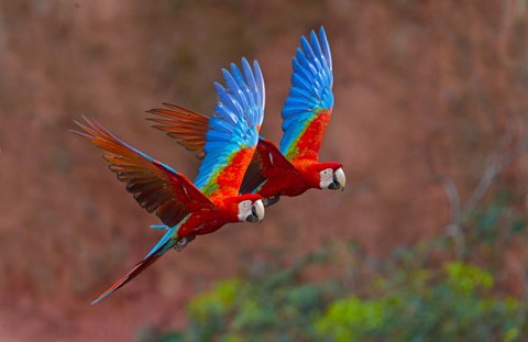 Framed Close Up Of Two Flying Red-And-Green Macaws Print