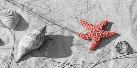 Framed Close-Up Of A Starfish And Seashells On The Beach, Dauphin Island, Alabama Print