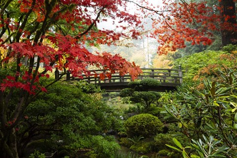 Framed Autumn Leaves On Trees And Footbridge, Japanese Garden Print
