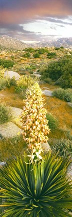 Framed Close Up Of Spanish Bayonet Print