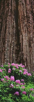 Framed Blooming Rhododendron Below Giant Redwood, Trinidad, California Print