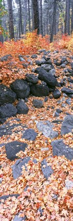 Framed Fallen Maple Leaves In Forest In Autumn, Oak Creek Canyon, Arizona Print