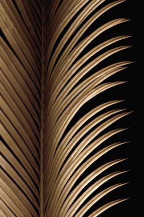 Framed Tropical Leaf Study I Print