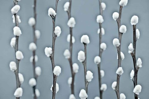 Framed Protected Print