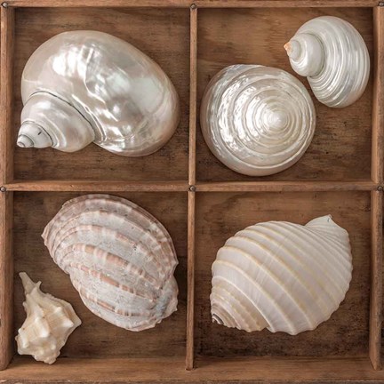 Framed Seashells Treasures II Print