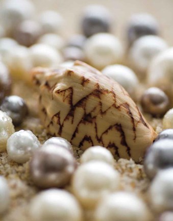 Framed Sea Jewels IV Print