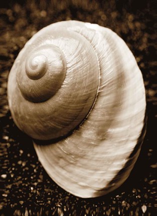 Framed Sea Gallery II Print