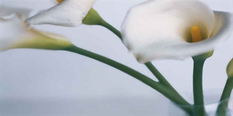 Framed Springplicity I Print