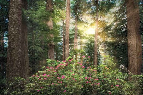 Framed Rise &#39;n&#39; Shine Print