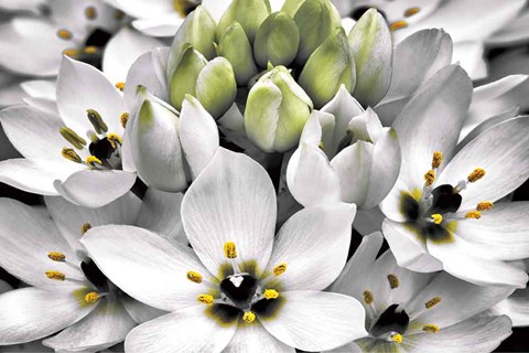 Framed Blooming Stars Print