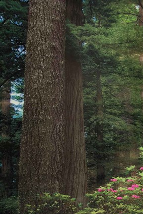 Framed Rise &#39;n&#39; Shine I Print