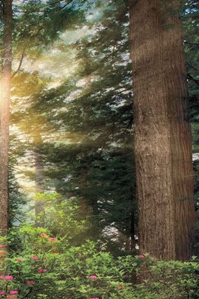 Framed Rise &#39;n&#39; Shine III Print