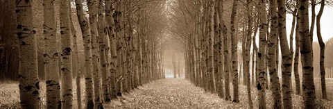 Framed Shimmering Forest Print