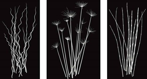 Framed Three Rushes Print