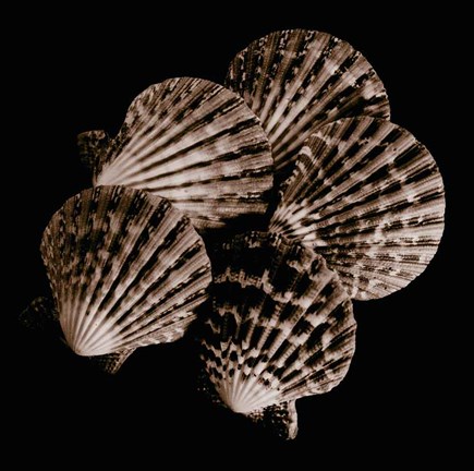 Framed Cinq ventails Print