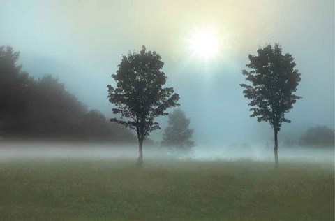 Framed Two Tress &amp; Sunburst Print