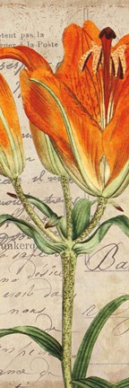 Framed Jardin Botanique II Print