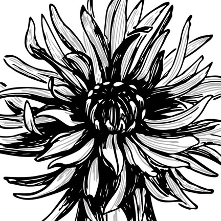 Framed Floral Outlines II Print