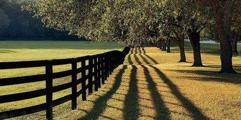 Framed Chasing Shadows Print