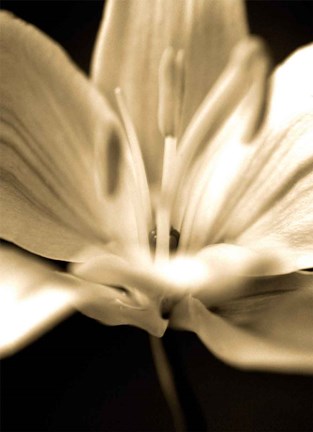 Framed Radiance III Print