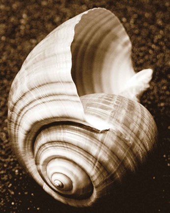 Framed Sea Gallery IV Print