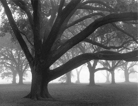 Framed Oak Grove in Fog (black &amp; white) Print