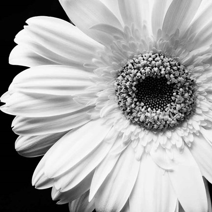 Framed Sunburst I Print