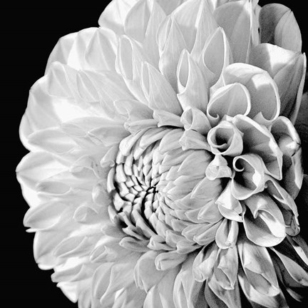 Framed Sunburst II Print