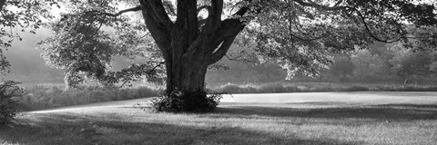 Framed Ascendancy Print