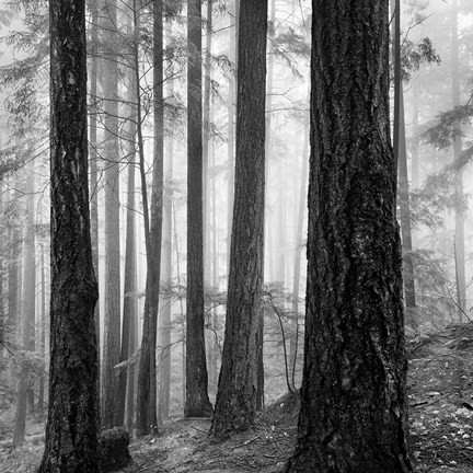 Framed Photography Print