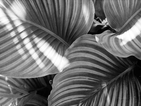 Framed Leaf Abstract V Print