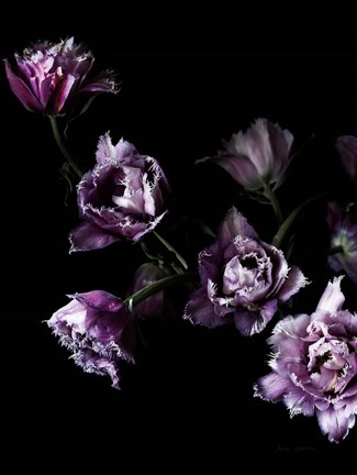 Framed Purple Fringed Tulips III Print