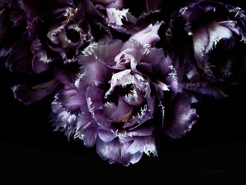 Framed Purple Fringed Tulips II Print