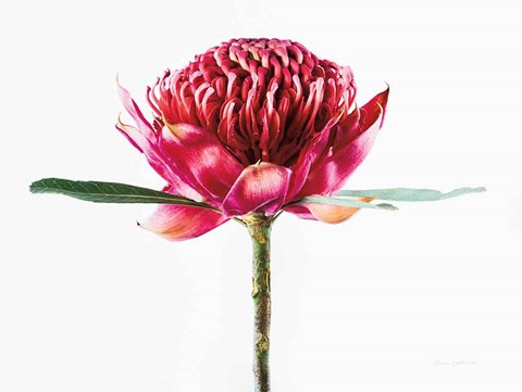 Framed Waratah Flower Print